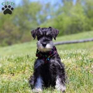 James, Miniature Schnauzer Puppy